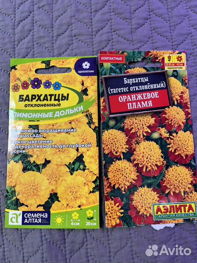 Рассада бархатцев