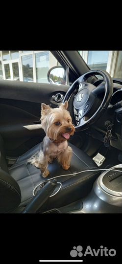 Йоркширский терьер вязка мальчик