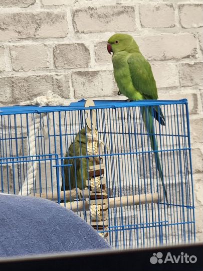 Ожереловый попугай самец