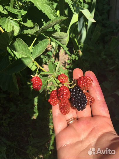 Саженцы ежевики