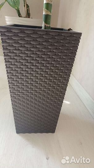 Диффенбахия в кашпо