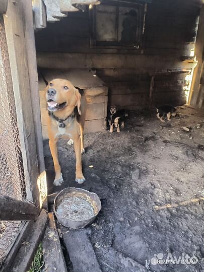 Щенки русской гончей