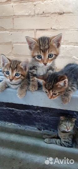 Котята в добрые руки