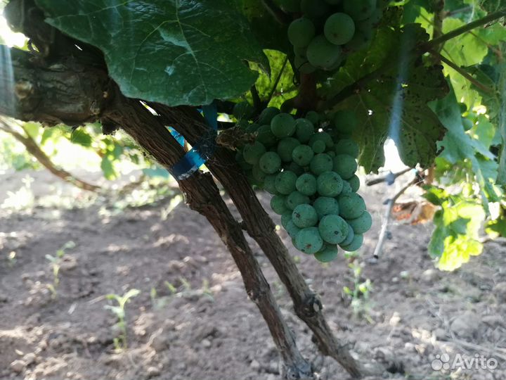 Саженцы винограда Рислинг для Рязанской области