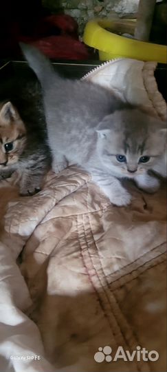 Шотландская