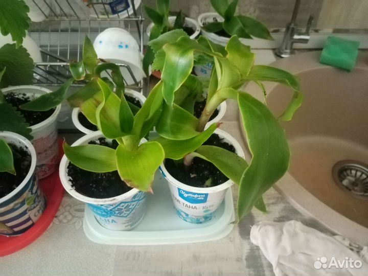 Растение золотой ус - душистая коллизия