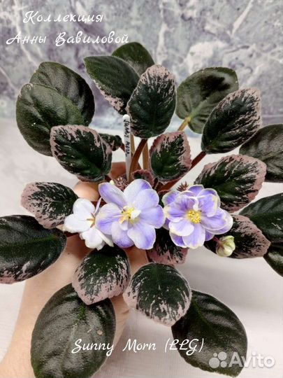 Фиалки мини и полумини детки