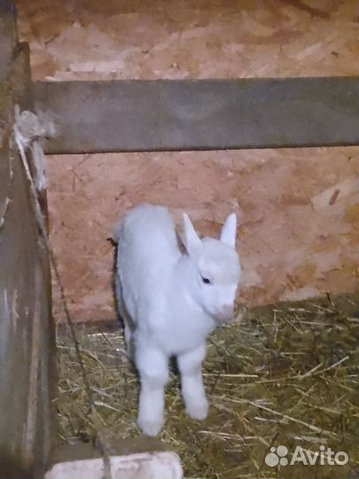 Козлята новорождённые камолые