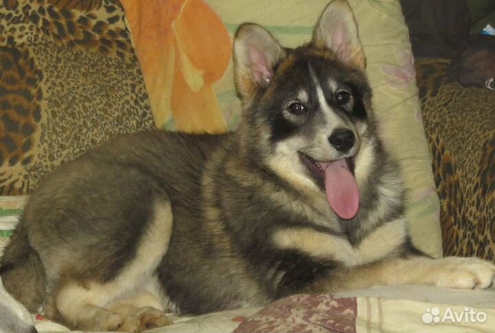 Девочка от рабочей лайки