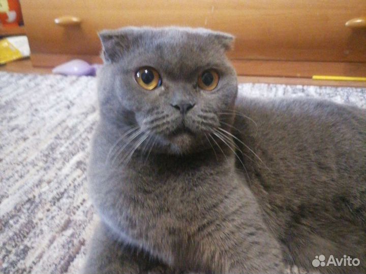 Шотландская вислоухая