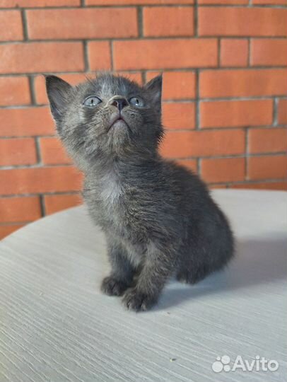 Котенок 1.5 месяца