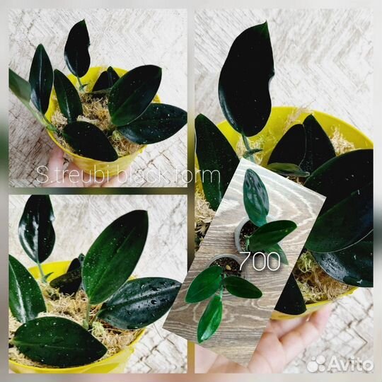 Эпипремнумы, сциндапсусы