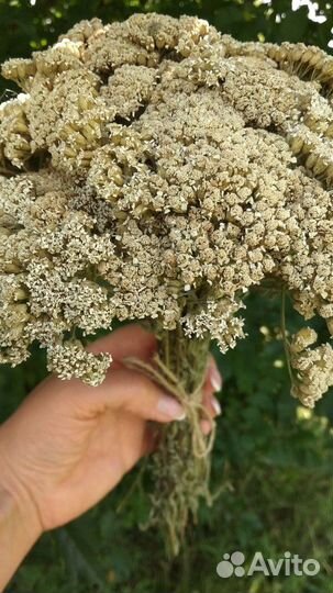 Тысячелистник