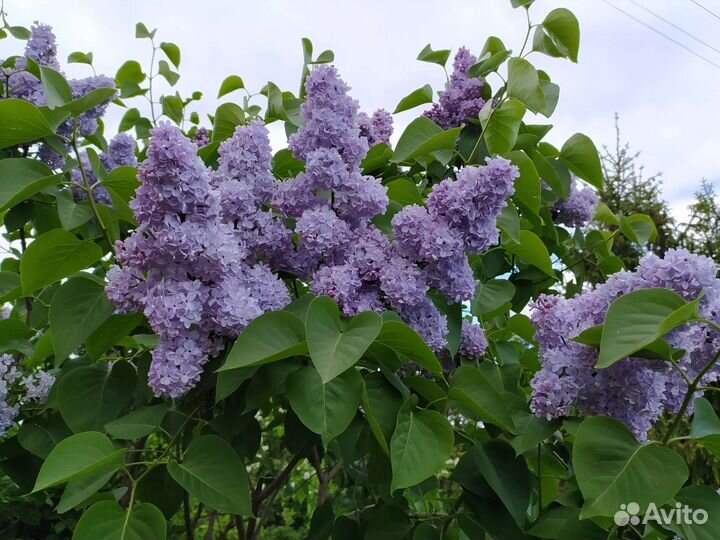 Сирень махровая