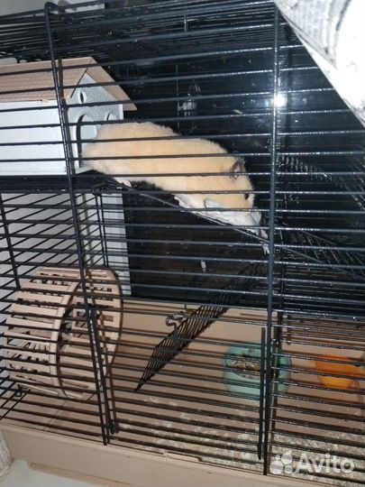 Сирийский хомяк мальчик