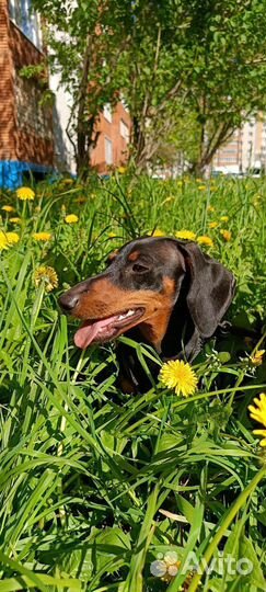 Кроличья такса