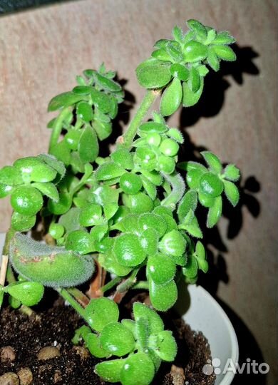 Котиледон войлочный(суккулент)