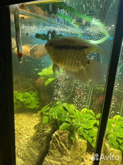 Чистка аквариума