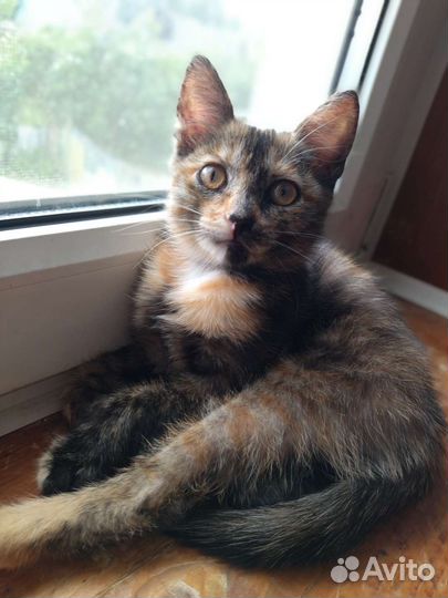 Кошечка богатка 2 мес