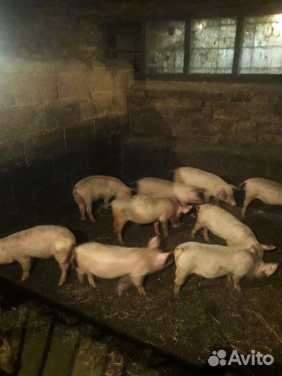 Поросята