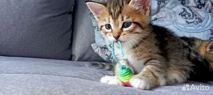 Отдам котят