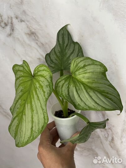 Филодендрон Мамей