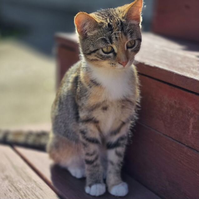 Котёнок в добрые руки