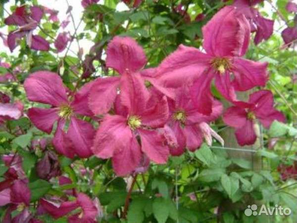 Клематис Сьёдертелье