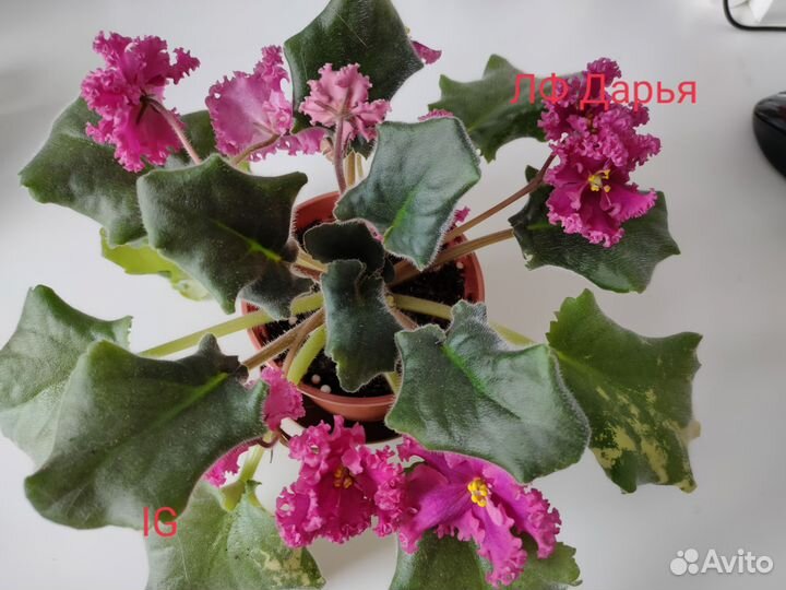 Сортовые фиалки