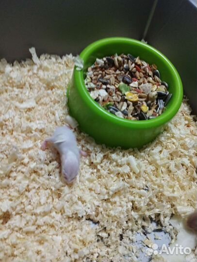 Хомячки джунгарский на продажу родились 1 июля