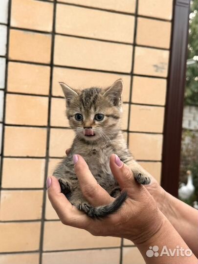 Шотландские котята