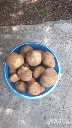 Продам картофель