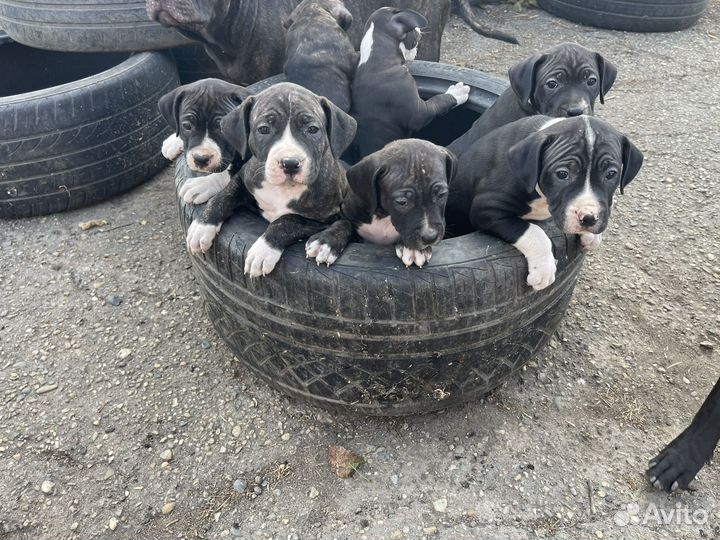 Щенки Американского Питбультерьера