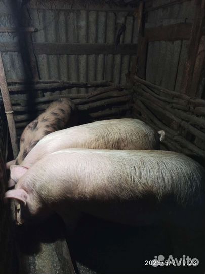 Свиньи живым весом