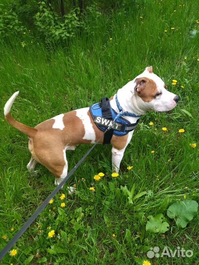 Вязка, кобель Амстафф