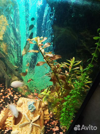 Аквариумные водоросли