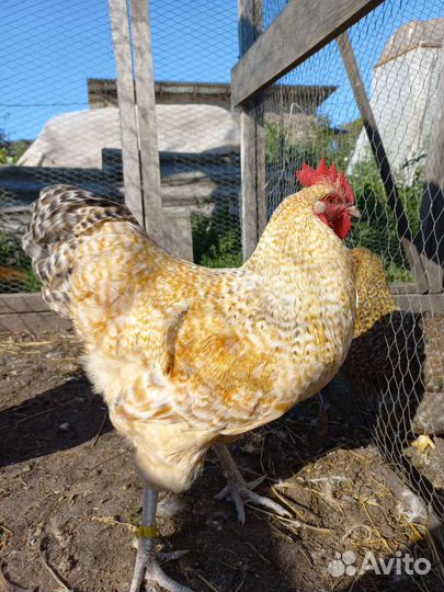 Семьи мясо-яичных пород кур