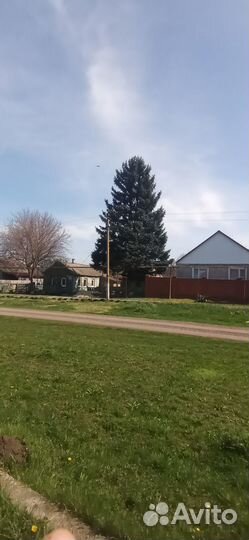 Голубая ель