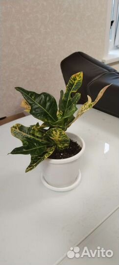 Кротон (кодиеум) экселент