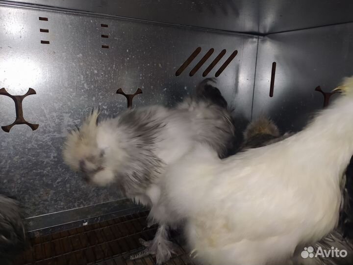 Китайские шелковые