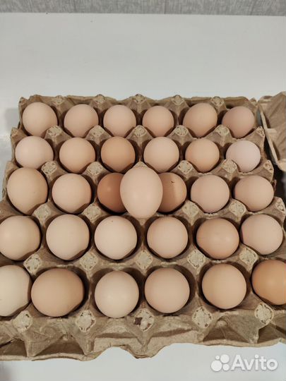 Домашние куриные яйца оптом