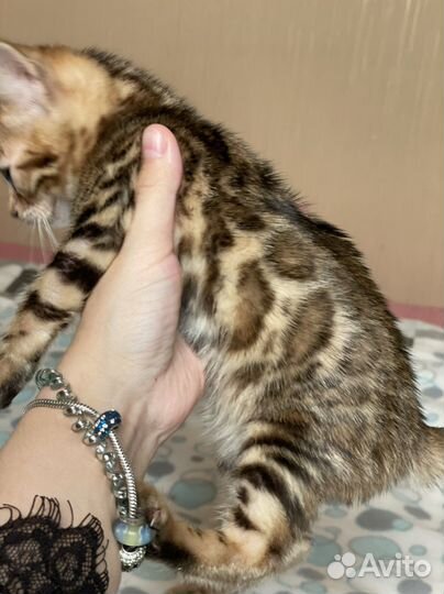 Бенгальская девчонка