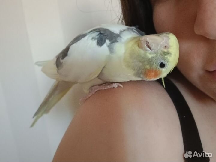 Попугай корелла с клеткой