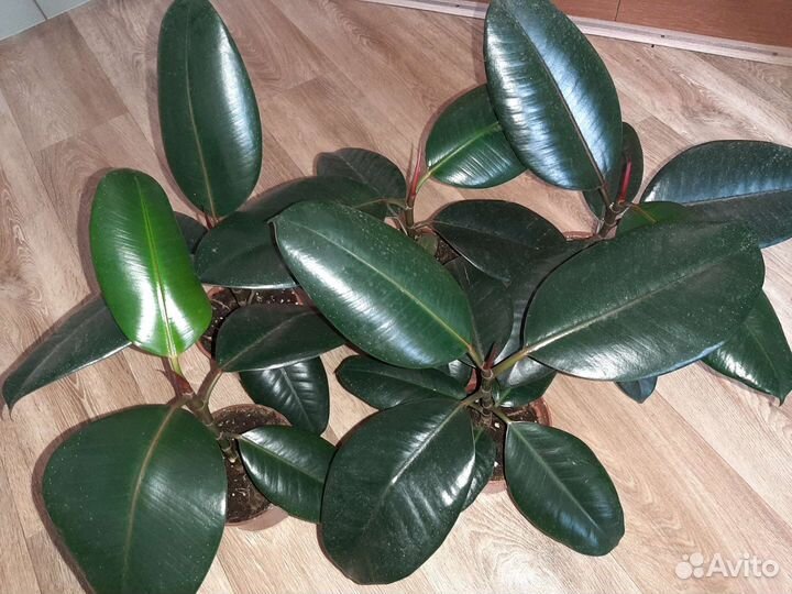 Фикусы Абиджан и Робуста