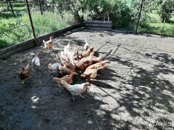 Продам кур