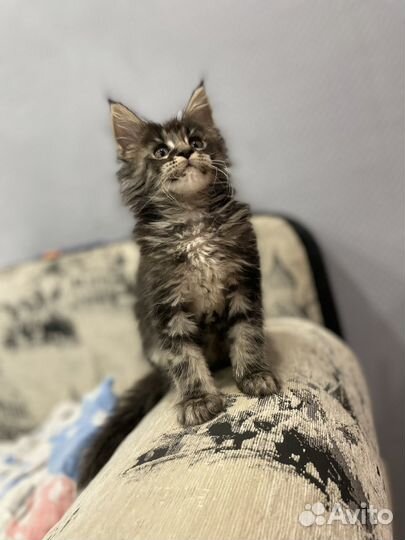 Котята мейн-кун