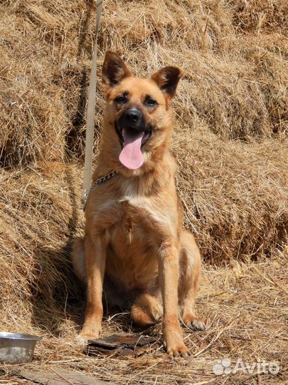 Гретта средняя собачка