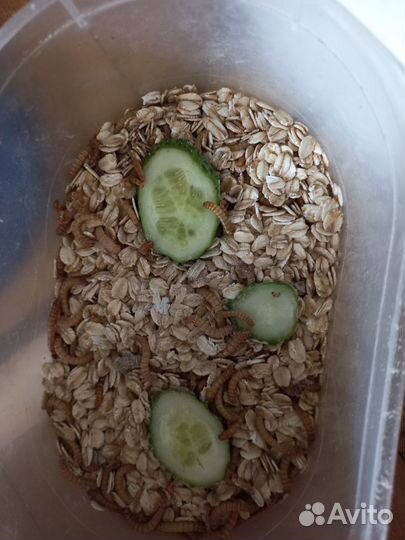 Мучной червь