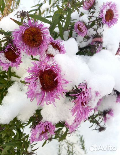 Астра новоанглийская