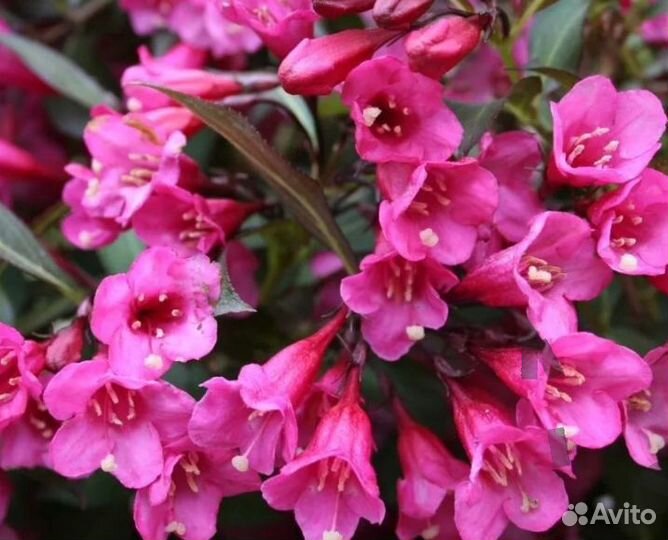 Саженцы декоративных кустарников, вейгела, жасмин